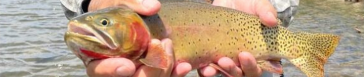 CASCADE FAMILY FLY FISHERS