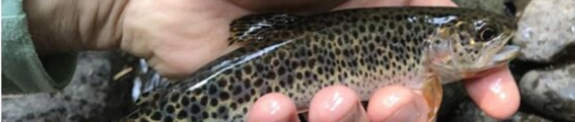 CASCADE FAMILY FLY FISHERS